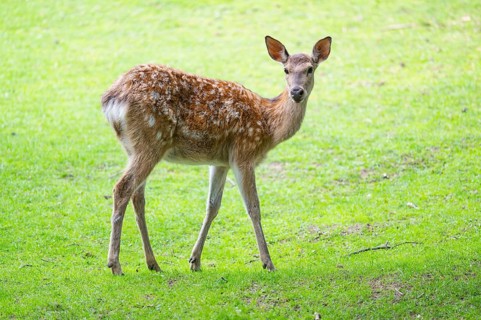 Sika deer (Cervus nippon) female standing on a meadow, Bavaria, Germany