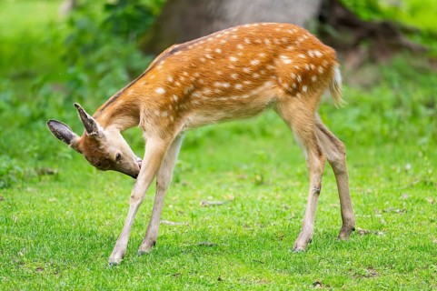 Sika deer (Cervus nippon) youngster standing on a meadow, Bavaria, Germany