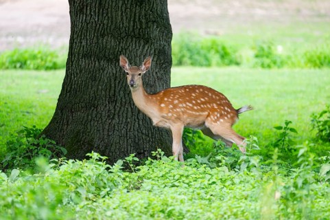 Sika deer (Cervus nippon) female standing under a tree, Bavaria, Germany