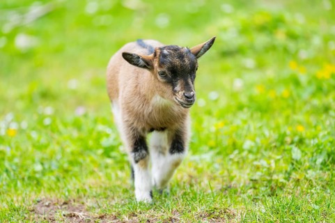 Domestic goat (Capra aegagrus hircus) kid walking on a meadow in spring, Bavaria, Germany