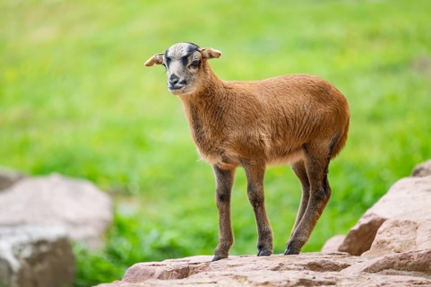 Cameroon sheep, domestic sheep (Ovis gmelini aries) youngster (lamb) on a rock, Bavaria, germany
