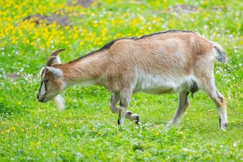 Domestic goat (Capra aegagrus hircus) walking on a meadow in spring, Bavaria, Germany