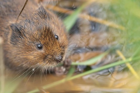 Water vole (Arvicola amphibius) adult rodent animal eating a reed stem in a pond in summer, RSPB