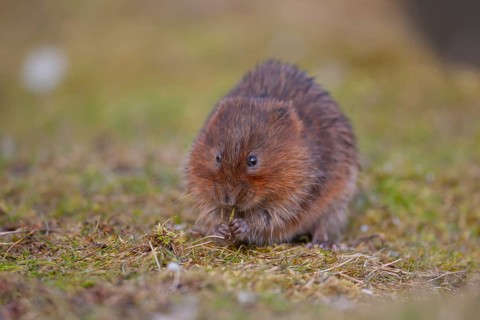 Water vole (Arvicola amphibius) adult rodent animal feeding on a river bank in spring, England,