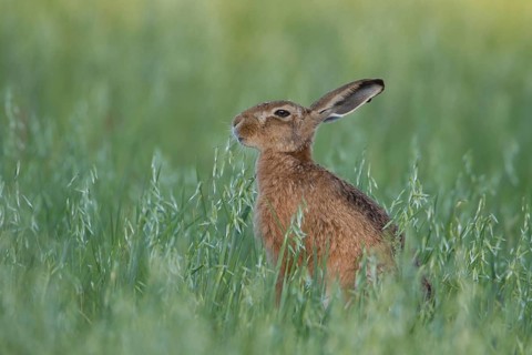 European brown hare (Lepus europaeus) adult animal eating in a farmland oat cereal field in summer,