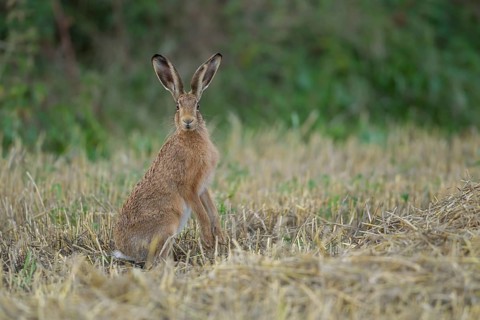 European brown hare (Lepus europaeus) adult animal in a farmland stubble field in summer, Suffolk,