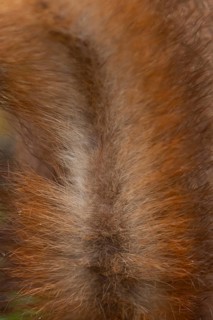 Red squirrel (Sciurus vulgaris) adult animal close up of its tail fur, Yorkshire, England, United