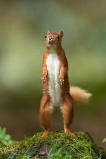 Red squirrel (Sciurus vulgaris) adult animal standing on its back legs in a woodland, Yorkshire,