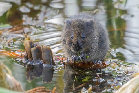 Water vole (Arvicola amphibius) adult rodent animal eating pond weed in a pond in summer, RSPB