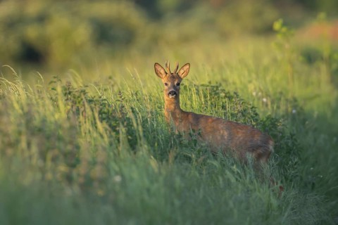Roe deer (Capreolus capreolus) adult roebuck male buck on a roadside verge in summer, Suffolk,
