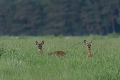 Roe deer (Capreolus capreolus) adult female doe and roebuck male two animals in a farmland cereal