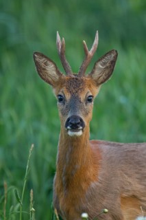 Roe deer (Capreolus capreolus) adult roebuck male buck in grassland in a woodland in summer,