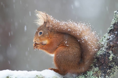 Red squirrel (Sciurus vulgaris) adult animal feeding on a nut in a snow storm in a woodland in