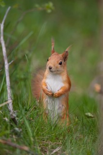 Red squirrel (Sciurus vulgaris) adult animal in a woodland, Finland