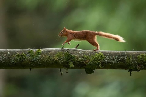 Red squirrel (Sciurus vulgaris) adult animal running along a tree branch in a woodland, Yorkshire,