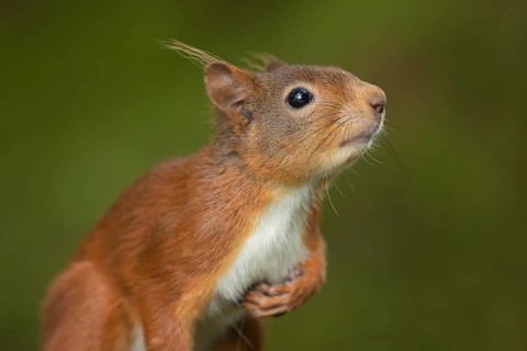 Red squirrel (Sciurus vulgaris) adult animal head portrait, Yorkshire, England, United Kingdom