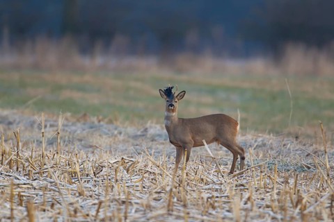 Roe deer (Capreolus capreolus) adult roebuck male animal with a piece of plastic stuck on its