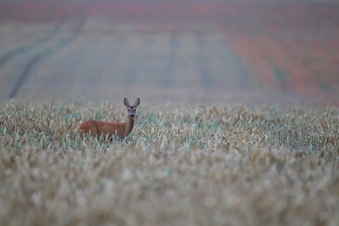 Roe deer (Capreolus capreolus) adult female doe in a farmland cereal crop in summer, Suffolk,