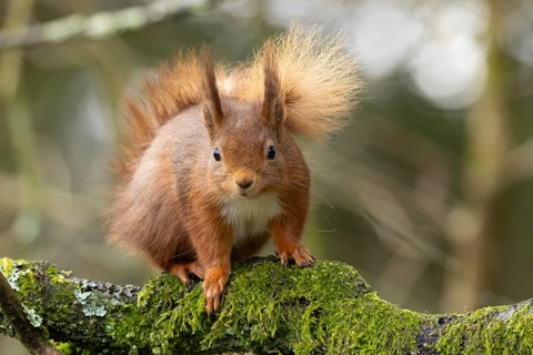 Red squirrel (Sciurus vulgaris) adult animal on a moss covered tree branch, Yorkshire, England,