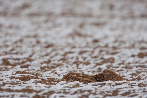 European brown hare (Lepus europaeus) adult animal laying in a snow covered farmland ploughed field