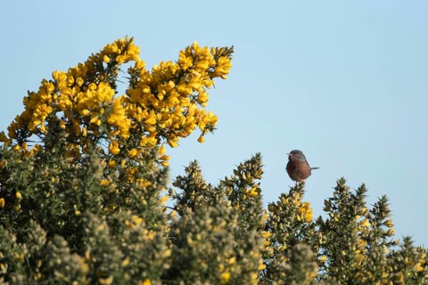 Dartford warbler (Sylvia undata) adult male bird on a flowering Gorse bush in spring, England,