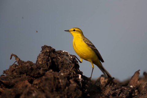 Yellow wagtail (Motacilla flava) adult bird on a farmland muck heap watching a fly in spring,