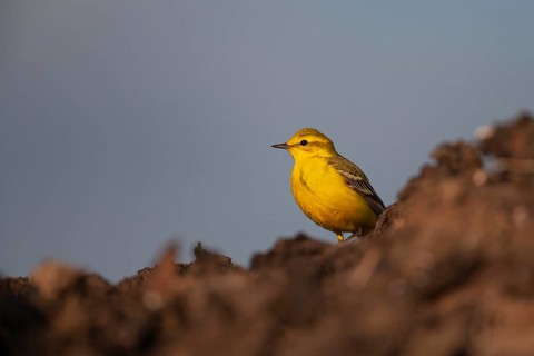 Yellow wagtail (Motacilla flava) adult bird on a farmland muck heap in spring, Suffolk, England,