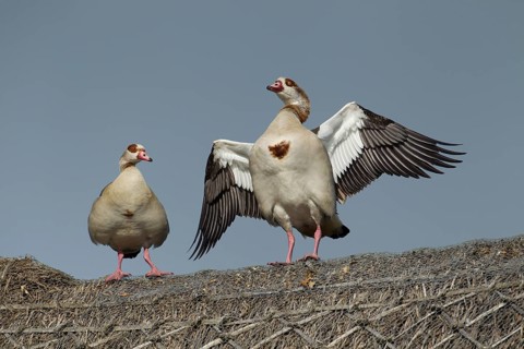 Egyptian goose (Alopochen aegyptiaca) two adult geese birds on a thatched roof in summer, England,