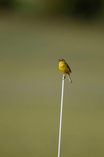 Yellow wagtail (Motacilla flava) adult bird singing on a plastic cane in a farmland field in