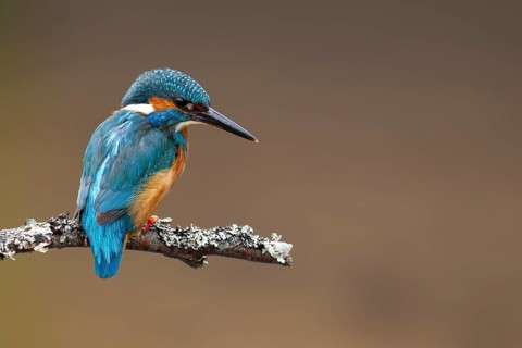Common kingfisher (Alcedo atthis) adult male bird on a tree branch, England, United Kingdom
