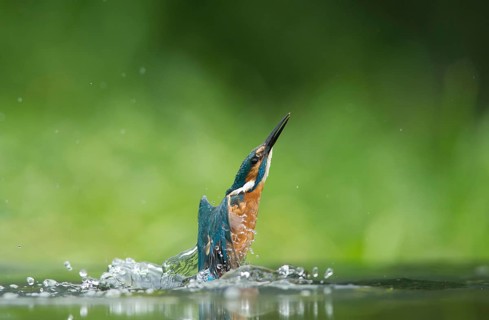 Common kingfisher (Alcedo atthis) adult bird emerging from the water of a river in summer, England,