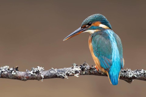 Common kingfisher (Alcedo atthis) adult female bird on a tree branch, England, United Kingdom