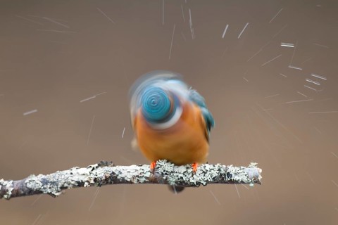 Common kingfisher (Alcedo atthis) adult bird shaking itself on a tree branch, England, United