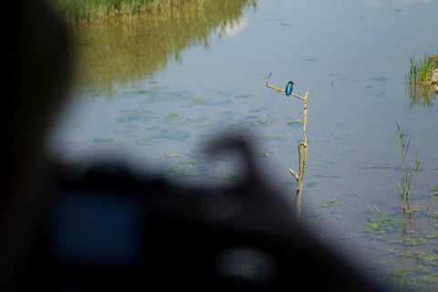 Common kingfisher (Alcedo atthis) adult bird on a tree branch being photographed from a compact