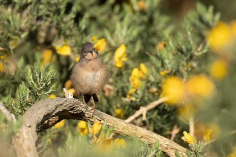 Dartford warbler (Sylvia undata) juvenile bird on a Gorse bush in spring, England, United Kingdom
