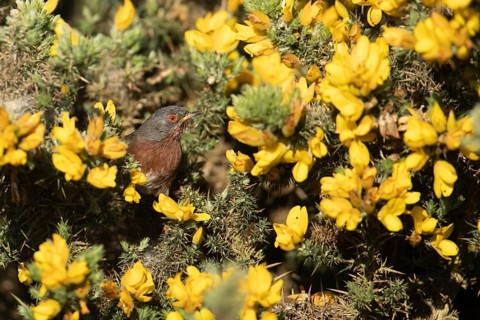 Dartford warbler (Sylvia undata) adult male bird in a flowering Gorse bush branch in spring,
