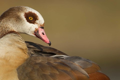 Egyptian goose (Alopochen aegyptiaca) adult bird head portrait, England, United Kingdom