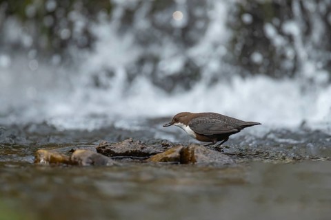 European or white throated dipper (Cinclus Cinclus) adult bird feeding in running water of a river