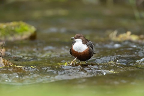 European or white throated dipper (Cinclus Cinclus) adult bird calling on a stone in running water