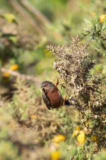 Dartford warbler (Sylvia undata) adult male bird on a Gorse bush with food in its beak in spring,
