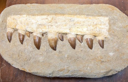 Fossilized jaw fragment teeth from a Mosasaur, large prehistoric marine reptile from the Late