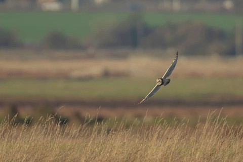 Short eared owl (Asio flammeus) adult bird hunting in flight over grassland, England, United