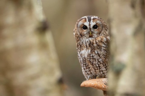 Tawny owl (Strix aluco) adult bird on a Bracket fungi on a Silver birch tree in a woodland in