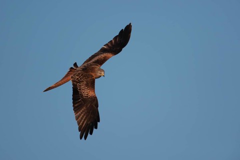 Red kite (Milvus milvus) adult raptor bird of prey in flight, Wales, United Kingdom