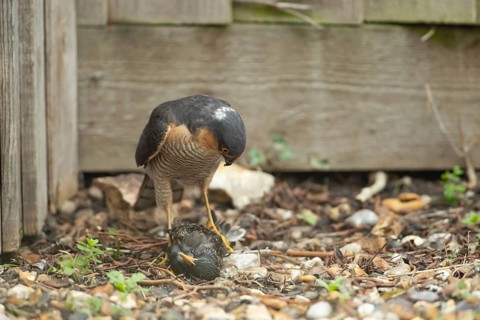 Eurasian sparrowhawk (Accipiter nisus) adult male bird of prey with a kill of a starling on a