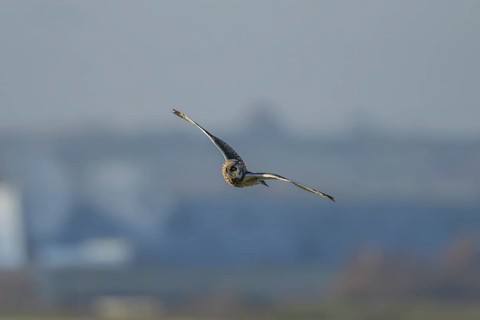 Short eared owl (Asio flammeus) adult bird in flight, England, United Kingdom