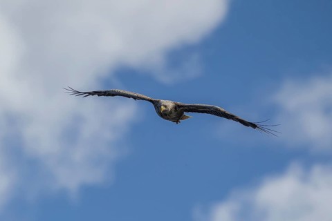 White tailed sea eagle (Haliaeetus albicilla) adult raptor bird of prey in flight, Isle of Mull,