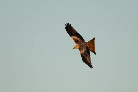 Red kite (Milvus milvus) adult raptor bird of prey in flight, Suffolk, England, United Kingdom
