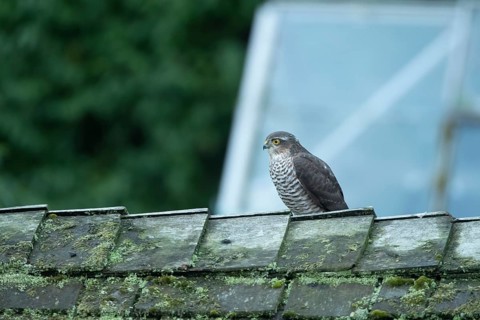 Eurasian sparrowhawk (Accipiter nisus) adult female bird of prey on a garden shed roof, England,