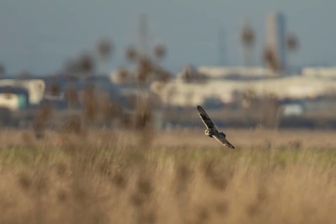 Short eared owl (Asio flammeus) adult bird hunting in flight over grassland with an industrial